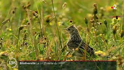 Environnement : ces espèces gravement menacées