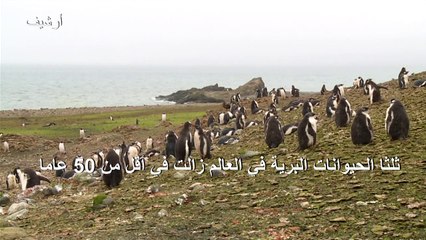 ثلثا الحيوانات البرية في العالم زالت في أقل من 50 عاما