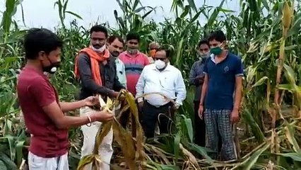 फसल बर्बाद, किसानों के माथे पर चिंता में की लकीर