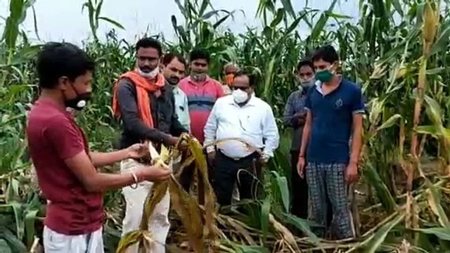 फसल बर्बाद, किसानों के माथे पर चिंता में की लकीर
