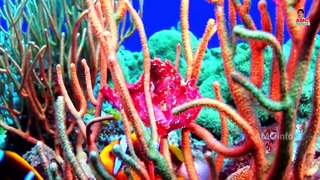 02 Underwater footage | Life underwater | Underwater World | Rare & Colorful Sea Life |