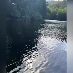 Ce requin nage comme un dauphin !