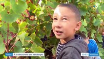 Vendanges : les enfants découvrent la vigne