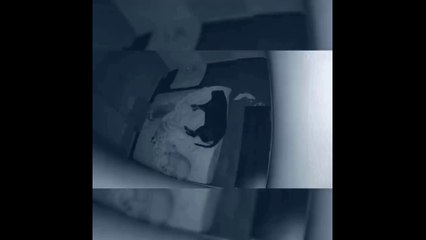 The Funniest Animals Vines 2020!!! If you Laugh You Lose