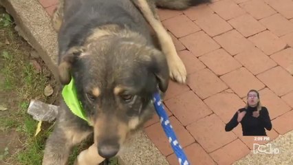 Bruno, el perro que tras perderse, se reencontró con su familia para morir en paz