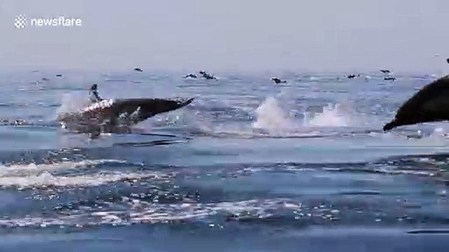 Dolphin megapod stampeding off coast of Newport Beach, California wows onlookers