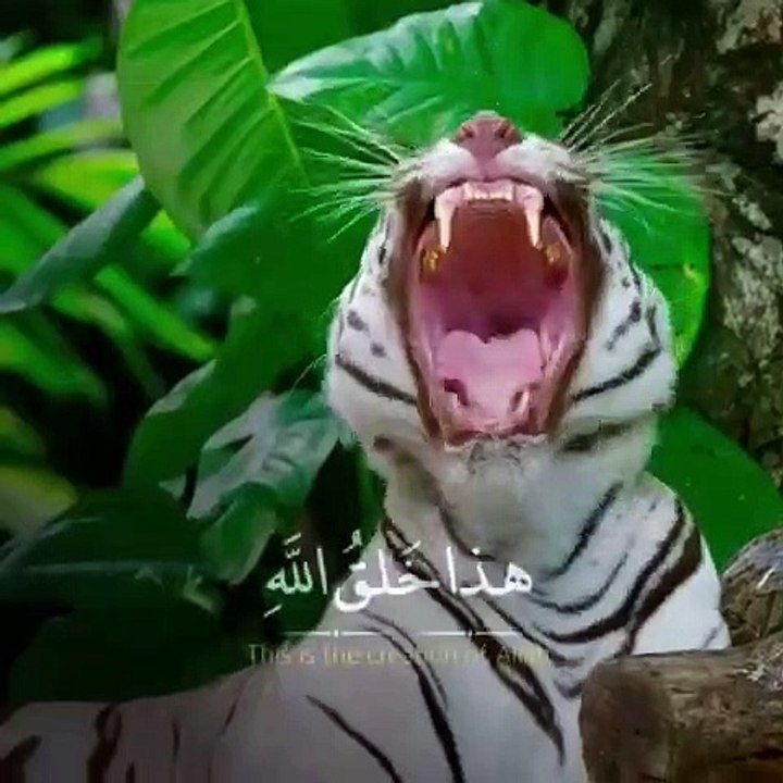 ياسر الدوسري  قرآن كريم صوت جميل ⚡ أجمل حالات واتس اب دينية مقاطع دينية قصيرة مقاطع انستقرام دينية