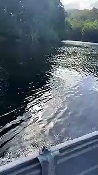 Ce qui suit ce bateau est inquiétant et terrifiant... Crocodile géant