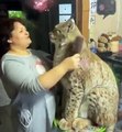 Belle amitié entre cette femme et son lynx de compagnie