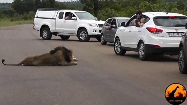 Ce lion rappelle aux touristes qui est le roi de la savane