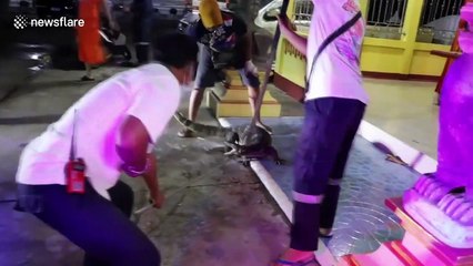 Wild monitor lizard rampages through Buddhist temple in Thailand