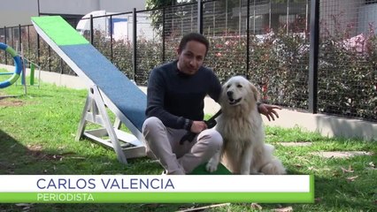 ¿Cómo se hace?: denunciar un caso de maltrato animal