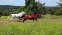 Calf Really Tries to Keep up with Her Horse Buddies