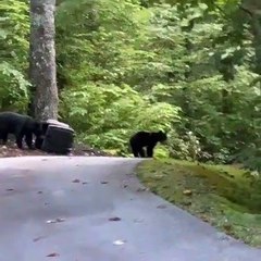 Bears Grab Garbage To Go