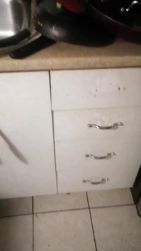 Infestation de rats - Il faut tendre l'oreille