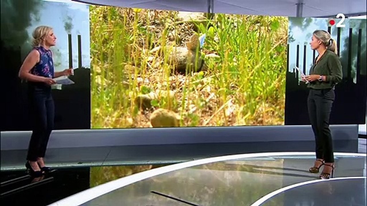Biodiversité : la Terre a perdu les 2/3 de ses espèces sauvages en 50 ans