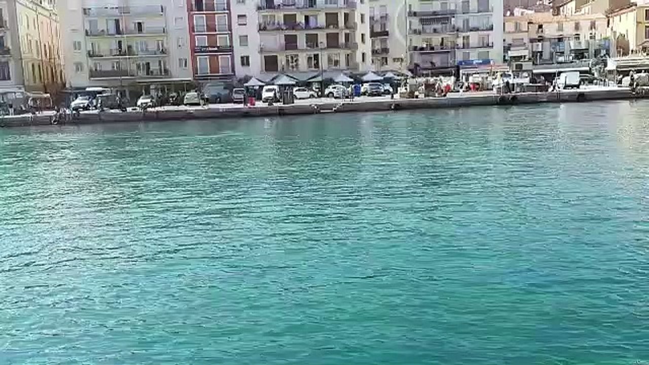 SETE - Des dauphins dans le canal