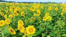 Wisconsin Farmer Plants 2 Million Sunflowers To Cheer People Up