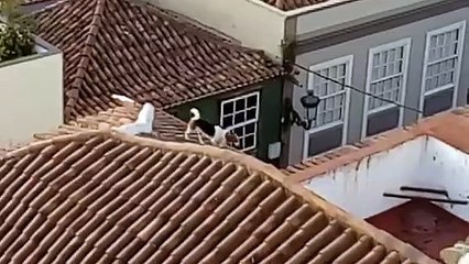 Un perrito campa a sus anchas por los tejados de casas en La Laguna