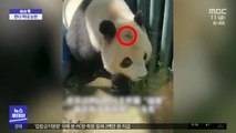 [이슈톡] 中 동물원, '판다' 탈모 증상에 논란