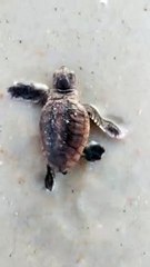 Baby Sea Turtle Makes It to the Ocean