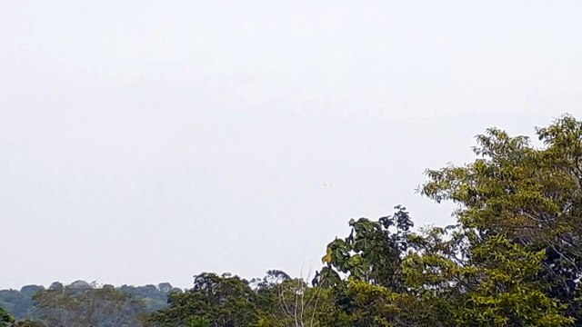 [SBEG Spotting]Airbus A320 PR-MHG na final antes de pousar em Manaus vindo de Brasília(10/09/2020)