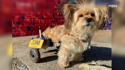[굿모닝월드] 가장 귀여운 유기견 대회