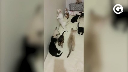 Download Video: Jovem divulga doação após encontrar 12 filhotes de gatos