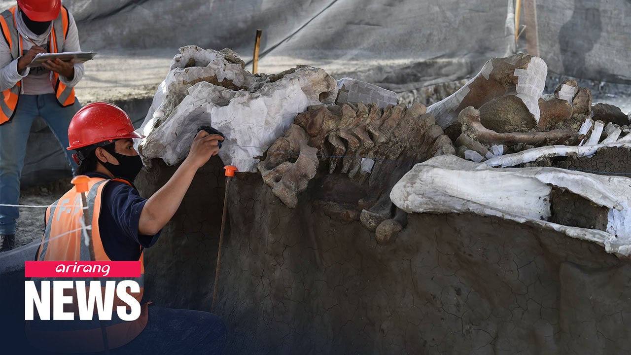 Massive mammoth skeletons unearthed at Mexican airport site