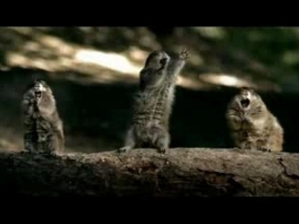 Pub bridgestone ecureuil NFL