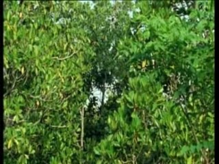 Equilibre naturel dans la mangrove en Afrique