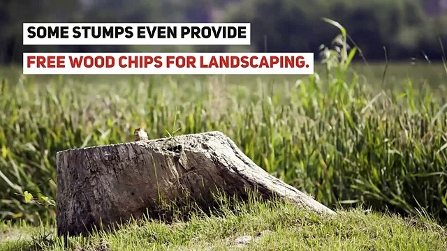 Tree service Long Island - Top reason to hire a professional Tree service company