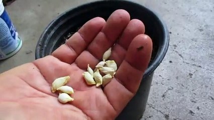 COMO REPRODUCIR LOS CITRICOS FACIL |2 TECNICAS|