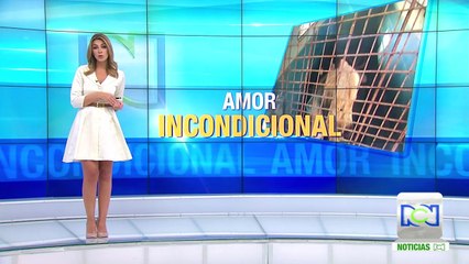 Ejemplo de amor: en Cartagena una perrita adoptó a un mico abandonado