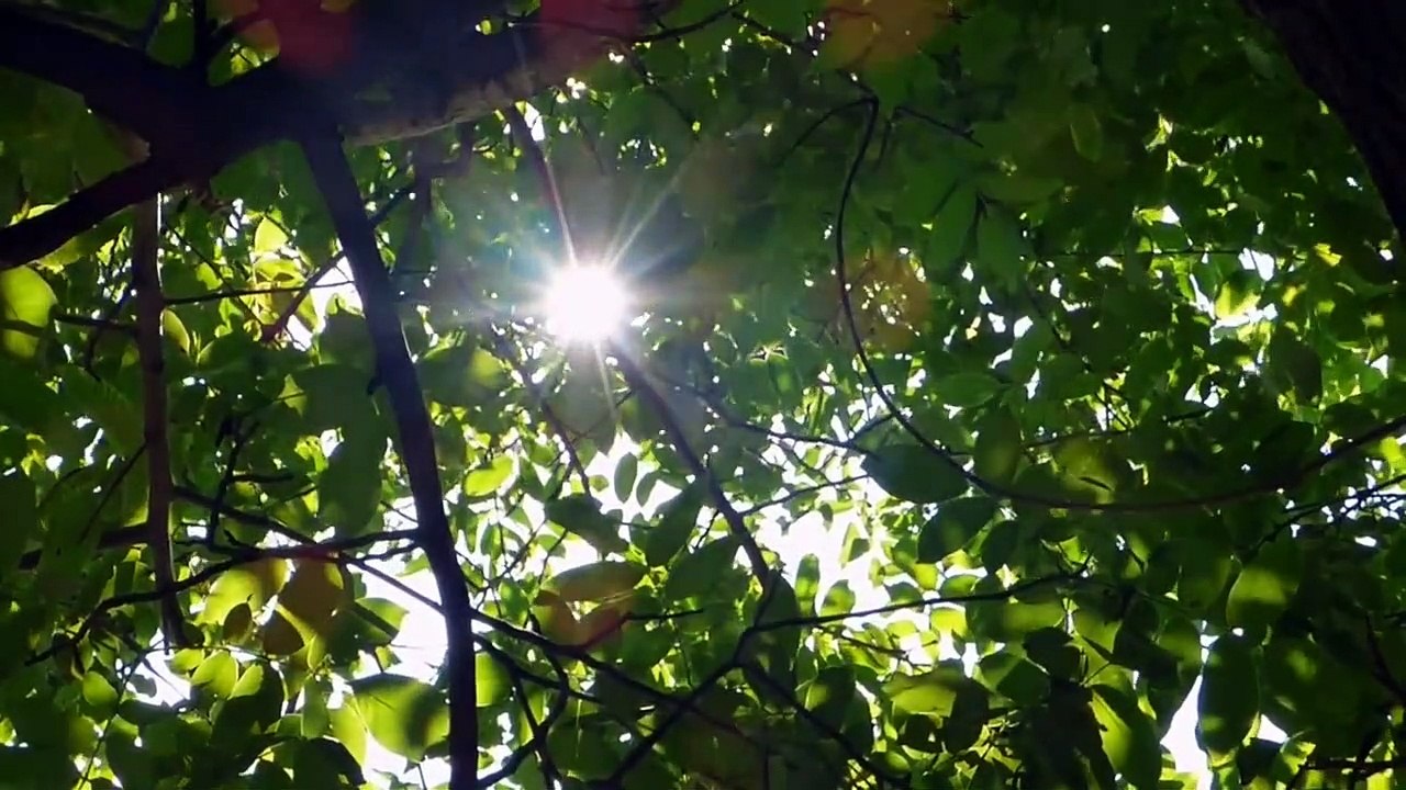 एकाग्र मन - सबसे अच्छा समाधान (Calm Mind- The Best Ever Solution) in Full HD 1080P