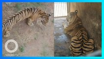 Heboh harimau kurus di kebun binatang Jawa Timur, ini faktanya! - TomoNews