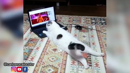 ANIMALES VIRALES DE RISA  MIX