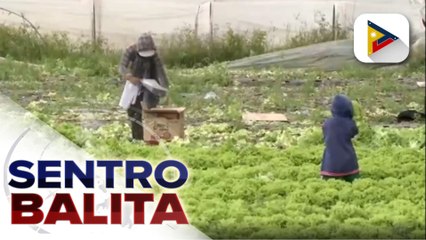 #SentroBalita | Mga nagtatanim ng bulaklak sa Benguet, apektado ang kita ngayong may pandemic