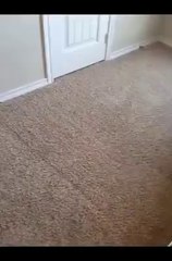 Carpet Cleaning Services Homestead