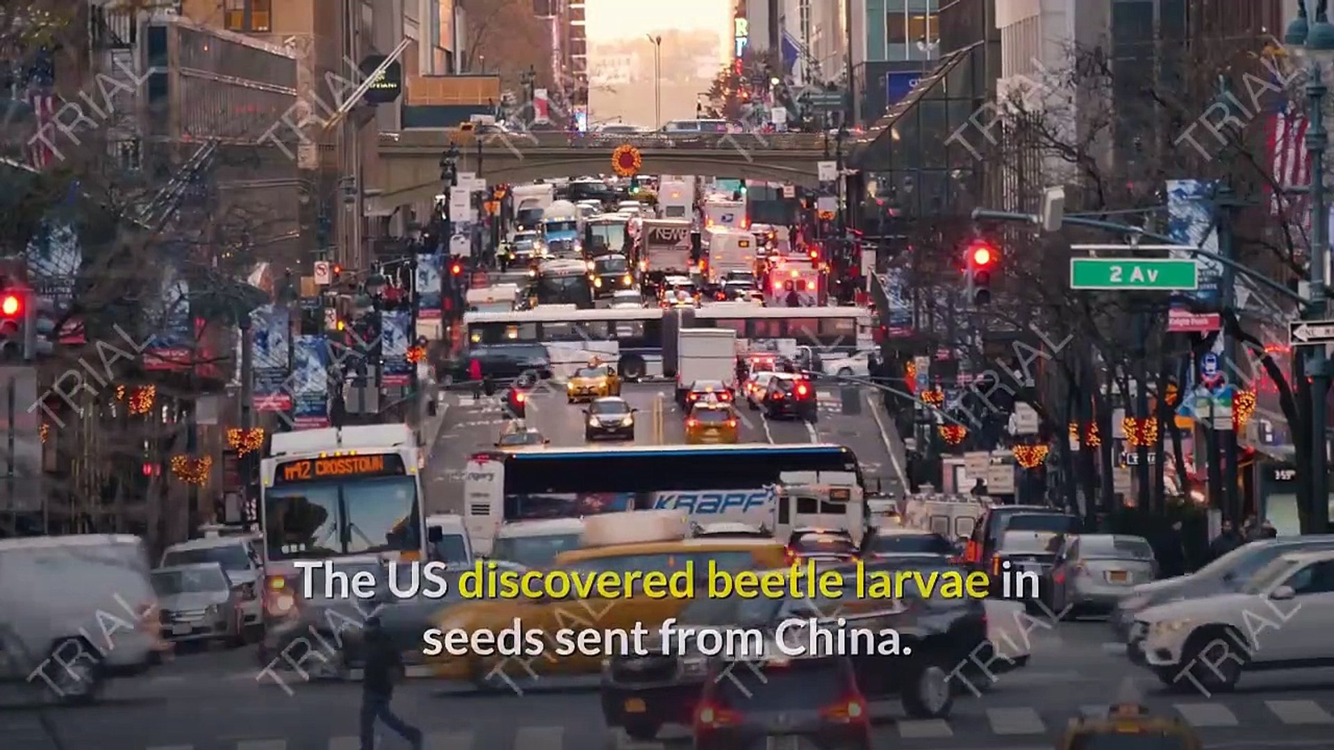 America finds bug larvae in seeds sent from China - News