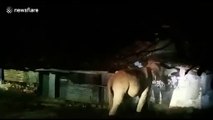 Elephant caught raiding grocery store in search for food in southern India