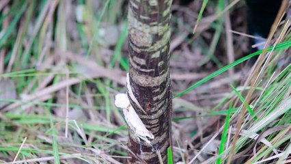 Chinese papermaking中华造纸术·匠韵
