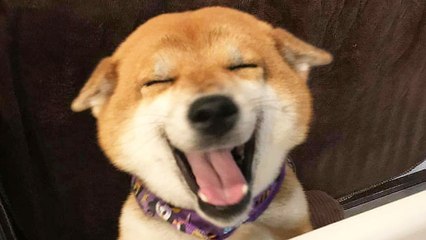  Funniest  Dogs and  Cats - Awesome Funny Pet Animals' Life Videos 