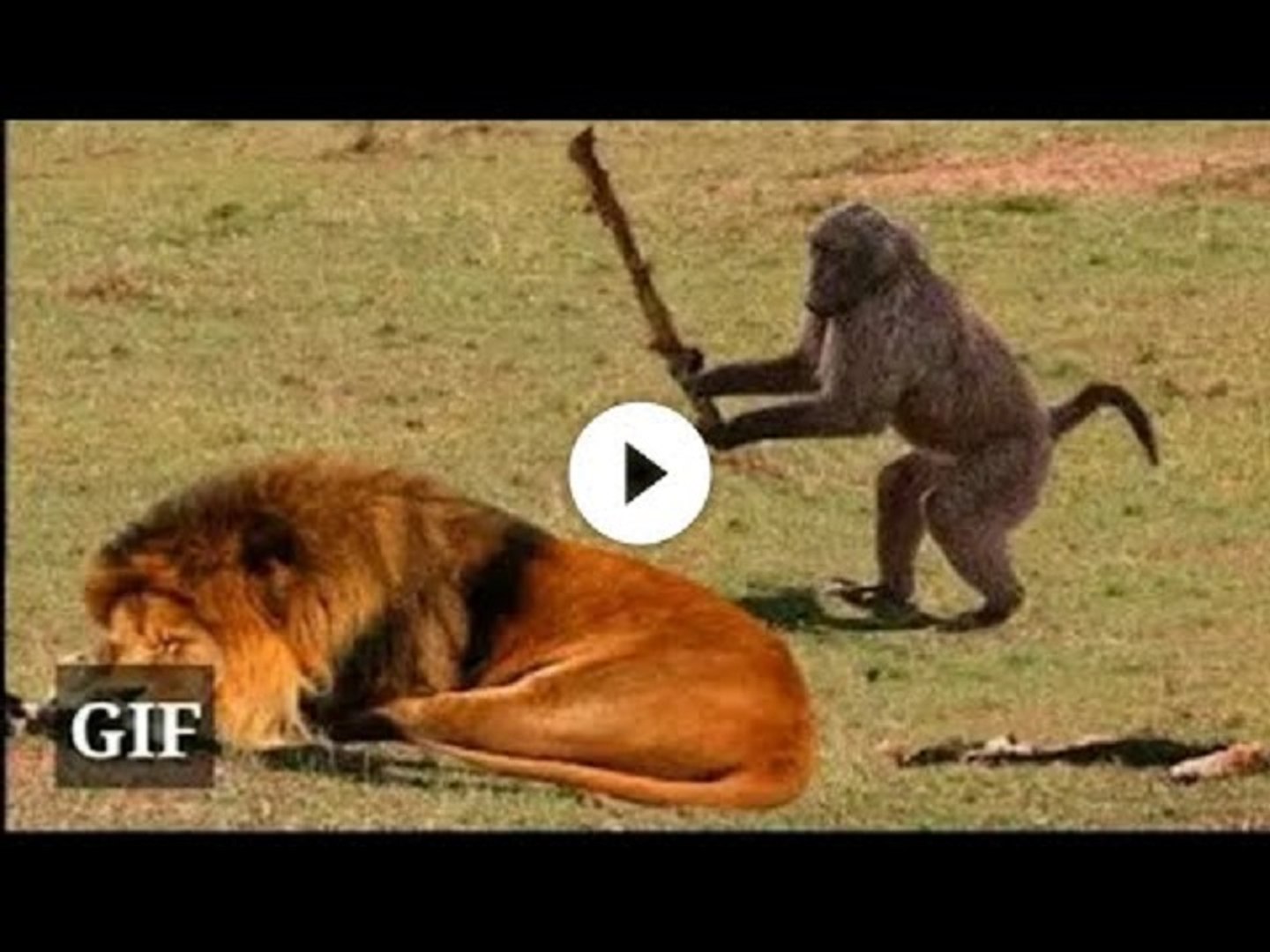 Animal funny clearance video