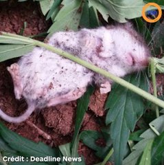 Cette souris s’évanouit après avoir grignoté des feuilles de cann*bis