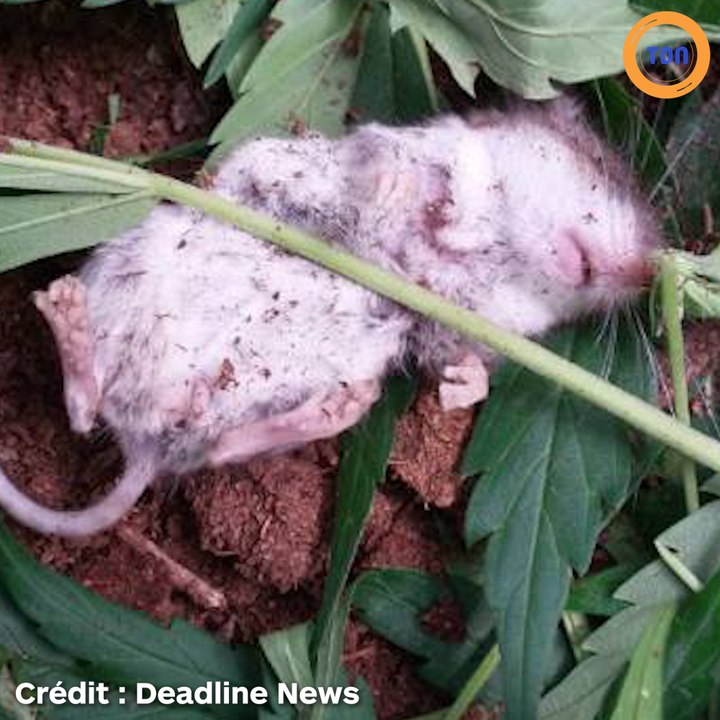 Cette souris s’évanouit après avoir grignoté des feuilles de cann*bis