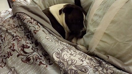 bruno the Pitbull so sleepy in mommy&apos;s bed