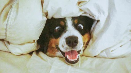 Funniest  Dogs and  Cats - Awesome and Funniest Animals Life Video 2020