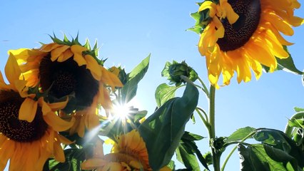 Smaki Wielkopolski: Odcinek 1 Dobre Miody