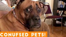 Funniest Confused Pets Compilation 2020